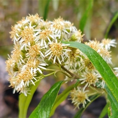 Olearia lirata (Snowy Daisybush) at Palerang, NSW - 31 Oct 2024 by Csteele4