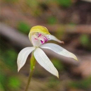 Caladenia moschata at Palerang, NSW - suppressed