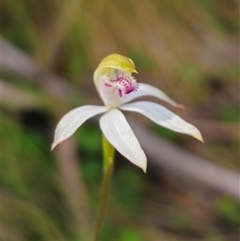 Caladenia moschata at Palerang, NSW - suppressed