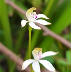 Caladenia moschata at Palerang, NSW - suppressed