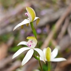 Caladenia moschata at Palerang, NSW - suppressed