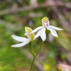 Caladenia moschata at Palerang, NSW - suppressed