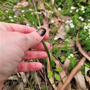 Microtis sp. at Palerang, NSW - suppressed