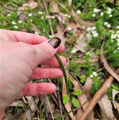 Prasophyllum sp. at Palerang, NSW - 31 Oct 2024 by Csteele4