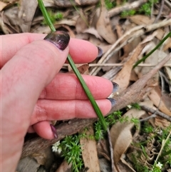 Microtis sp. at Palerang, NSW - suppressed