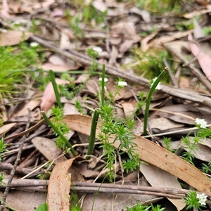 Microtis sp. at Palerang, NSW - suppressed