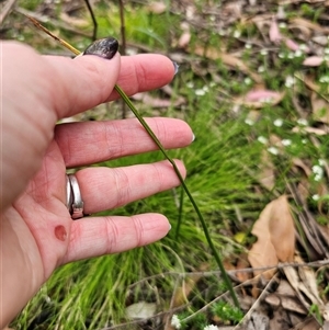 Microtis sp. at Palerang, NSW - suppressed