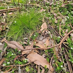 Microtis sp. at Palerang, NSW - suppressed