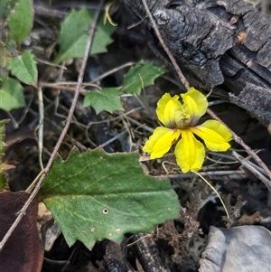 Goodenia hederacea subsp. hederacea at Chiltern, VIC - 29 Oct 2024 11:07 AM