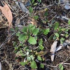 Goodenia hederacea subsp. hederacea at Chiltern, VIC - 29 Oct 2024 11:07 AM