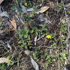 Goodenia hederacea subsp. hederacea at Chiltern, VIC - 29 Oct 2024 11:07 AM