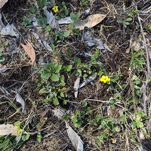 Goodenia hederacea subsp. hederacea at Chiltern, VIC - 29 Oct 2024 11:07 AM