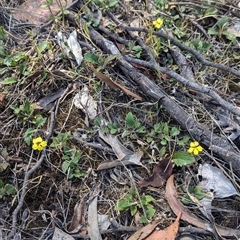 Goodenia hederacea subsp. hederacea at Chiltern, VIC - 29 Oct 2024 11:07 AM