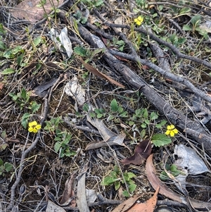 Goodenia hederacea subsp. hederacea at Chiltern, VIC - 29 Oct 2024 11:07 AM