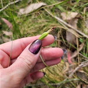 Pterostylis sp. at Palerang, NSW - suppressed