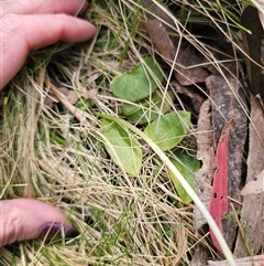 Pterostylis sp. at Palerang, NSW - suppressed