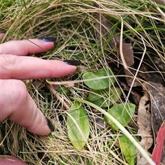 Pterostylis sp. at Palerang, NSW - suppressed