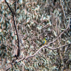 Neophema pulchella (Turquoise Parrot) at Chiltern, VIC - 29 Oct 2024 by Darcy