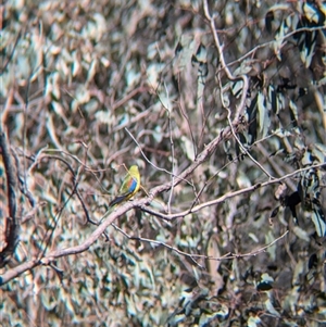 Neophema pulchella at Chiltern, VIC - 29 Oct 2024