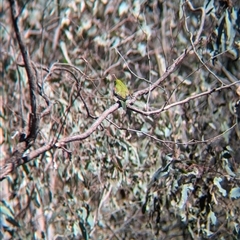 Neophema pulchella at Chiltern, VIC - 29 Oct 2024