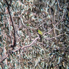 Neophema pulchella at Chiltern, VIC - 29 Oct 2024