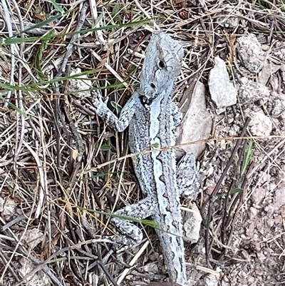 Amphibolurus muricatus (Jacky Lizard) at Bonner, ACT - 31 Oct 2024 by SteveBorkowskis