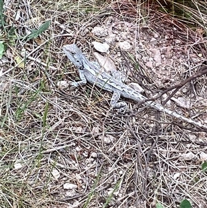 Amphibolurus muricatus at Bonner, ACT - 31 Oct 2024