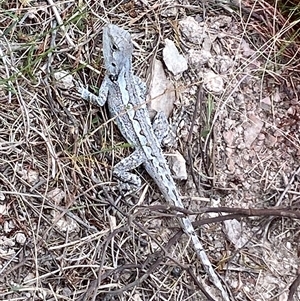 Amphibolurus muricatus at Bonner, ACT - 31 Oct 2024