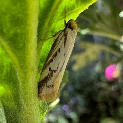 Philobota cretacea (A concealer moth) at Chapman, ACT - 28 Oct 2024 by WindyHen