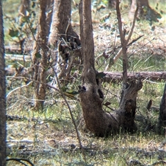 Neophema pulchella at Chiltern, VIC - suppressed