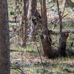 Neophema pulchella at Chiltern, VIC - suppressed
