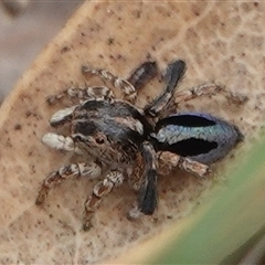 Maratus chrysomelas (Variable Peacock Spider) at Hall, ACT - 31 Oct 2024 by Anna123