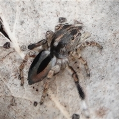 Maratus chrysomelas at Hall, ACT - 31 Oct 2024 11:15 AM