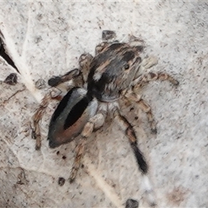 Maratus chrysomelas at Hall, ACT - 31 Oct 2024