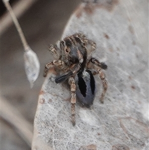 Maratus chrysomelas at Hall, ACT - 31 Oct 2024 11:15 AM