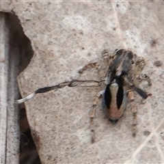 Maratus chrysomelas at Hall, ACT - 31 Oct 2024 11:15 AM