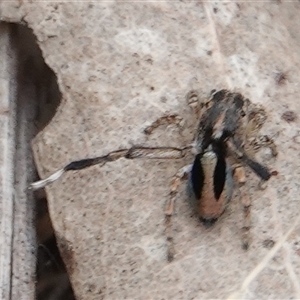 Maratus chrysomelas at Hall, ACT - 31 Oct 2024