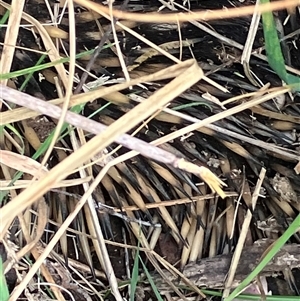 Tachyglossus aculeatus at Deakin, ACT - 31 Oct 2024