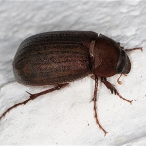 Sericesthis nigrolineata at Melba, ACT - 29 Oct 2024