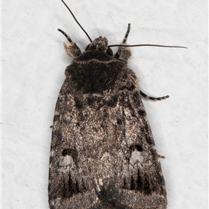 Thoracolopha verecunda at Melba, ACT - 29 Oct 2024 08:35 PM