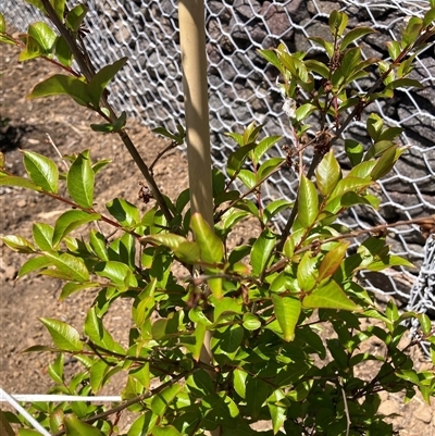 Unidentified Other Tree at Watson, ACT - 28 Oct 2024 by waltraud