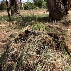 Pogona barbata at Hackett, ACT - suppressed