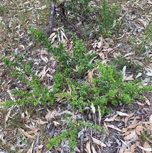 Ligustrum sinense at Hackett, ACT - 27 Oct 2024 03:22 PM