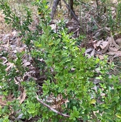 Ligustrum sinense at Hackett, ACT - 27 Oct 2024 03:22 PM