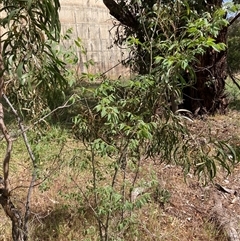 Celtis australis (Nettle Tree) at Hackett, ACT - 27 Oct 2024 by waltraud