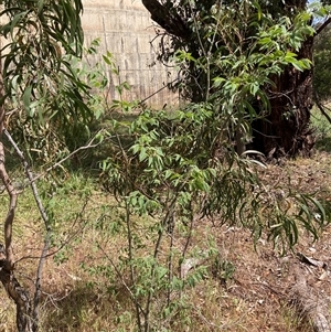 Celtis australis at Hackett, ACT - 27 Oct 2024