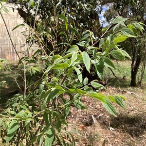 Celtis australis at Hackett, ACT - 27 Oct 2024