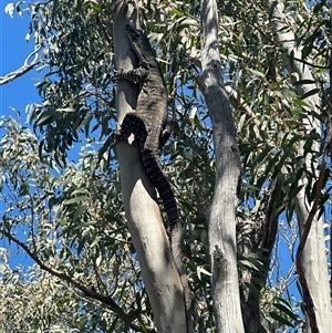 Varanus varius at Murrumbateman, NSW - suppressed