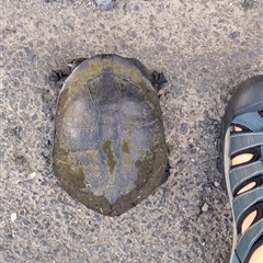 Chelodina longicollis (Eastern Long-necked Turtle) at Gleniffer, NSW - 31 Oct 2024 by NJ