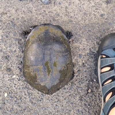 Chelodina longicollis (Eastern Long-necked Turtle) at Gleniffer, NSW - 31 Oct 2024 by NJ